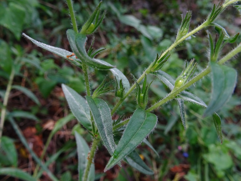 Aegonychon purpurocaeruleum (= Buglossoides purpurocaerulea) - Boraginaceae